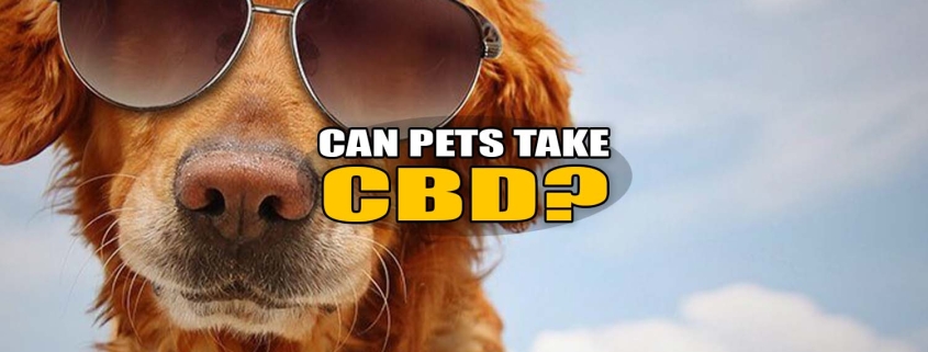 Can Pets Take CBD?