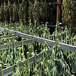 Earthy Now Wholesale hemp CBD cannabis
