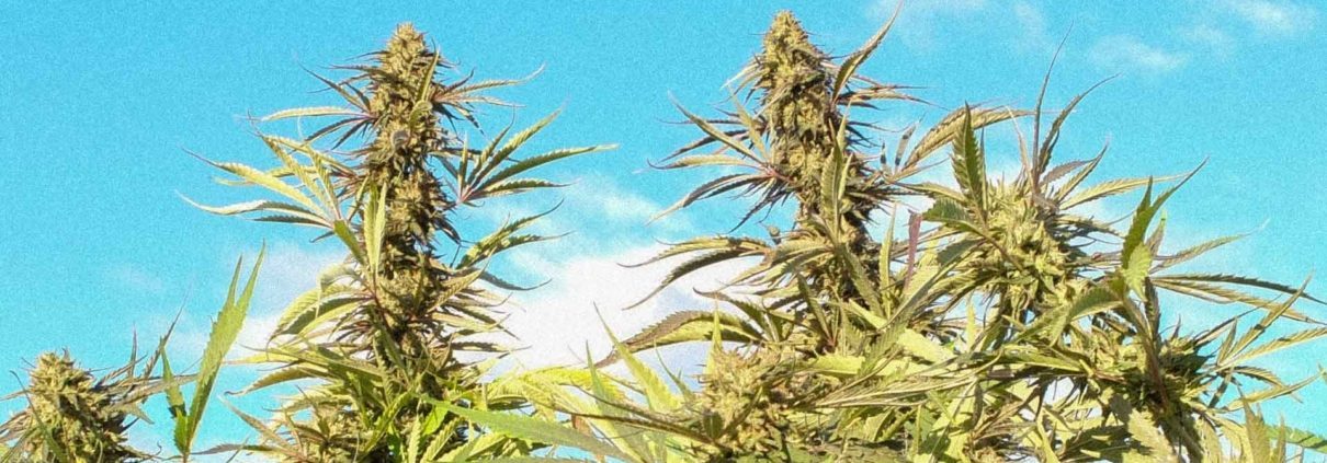Why is the Emerald Triangle So Good for Growing Cannabis?
