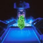 Scientist examining a floating cannabis bud