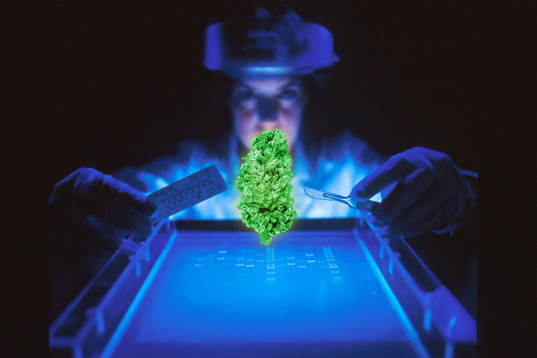 Scientist examining a floating cannabis bud