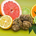 Cannabis and citrus fruits