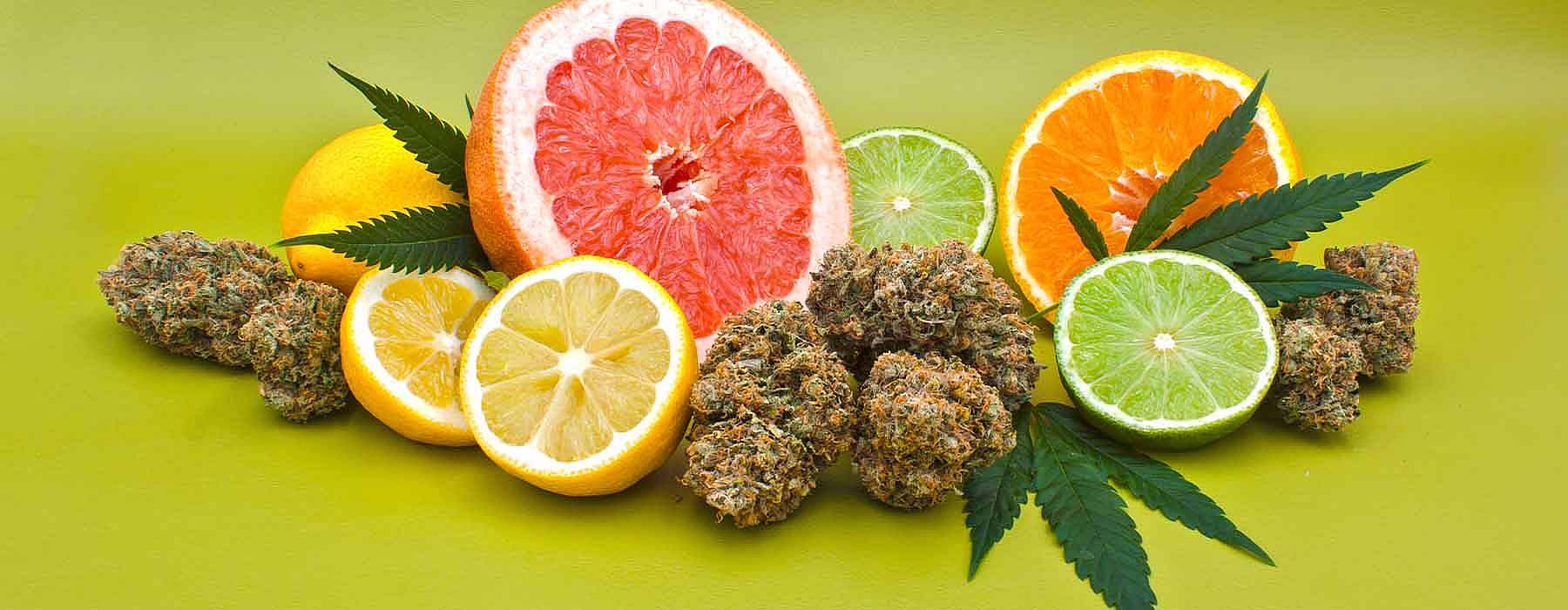 Guide to Cannabis-Derived Terpenes