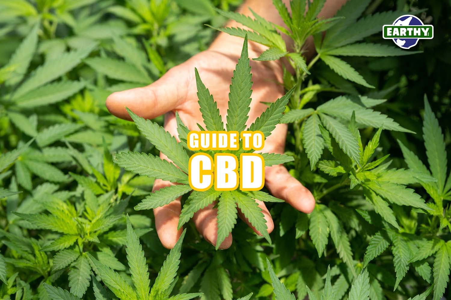 Hand holding live cannabis plant in a field of hemp