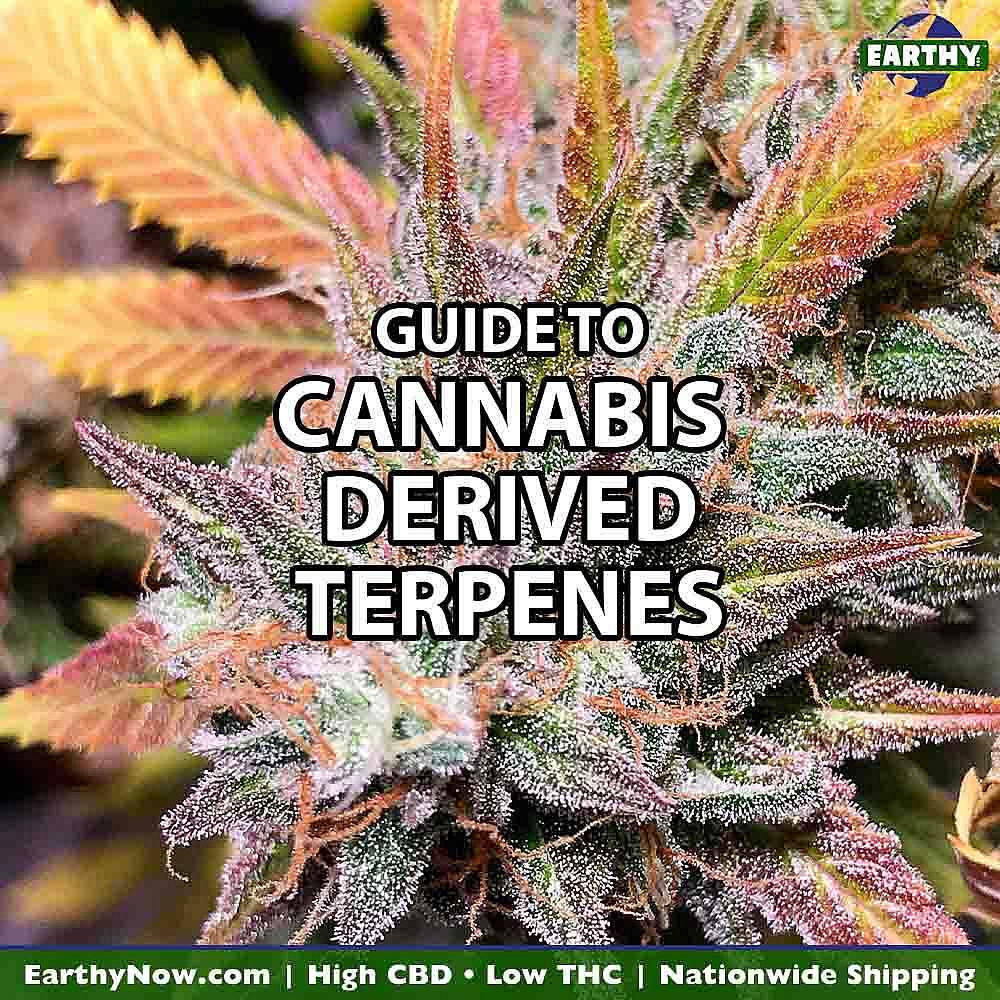 Cannabis Derived Terpenes Guide