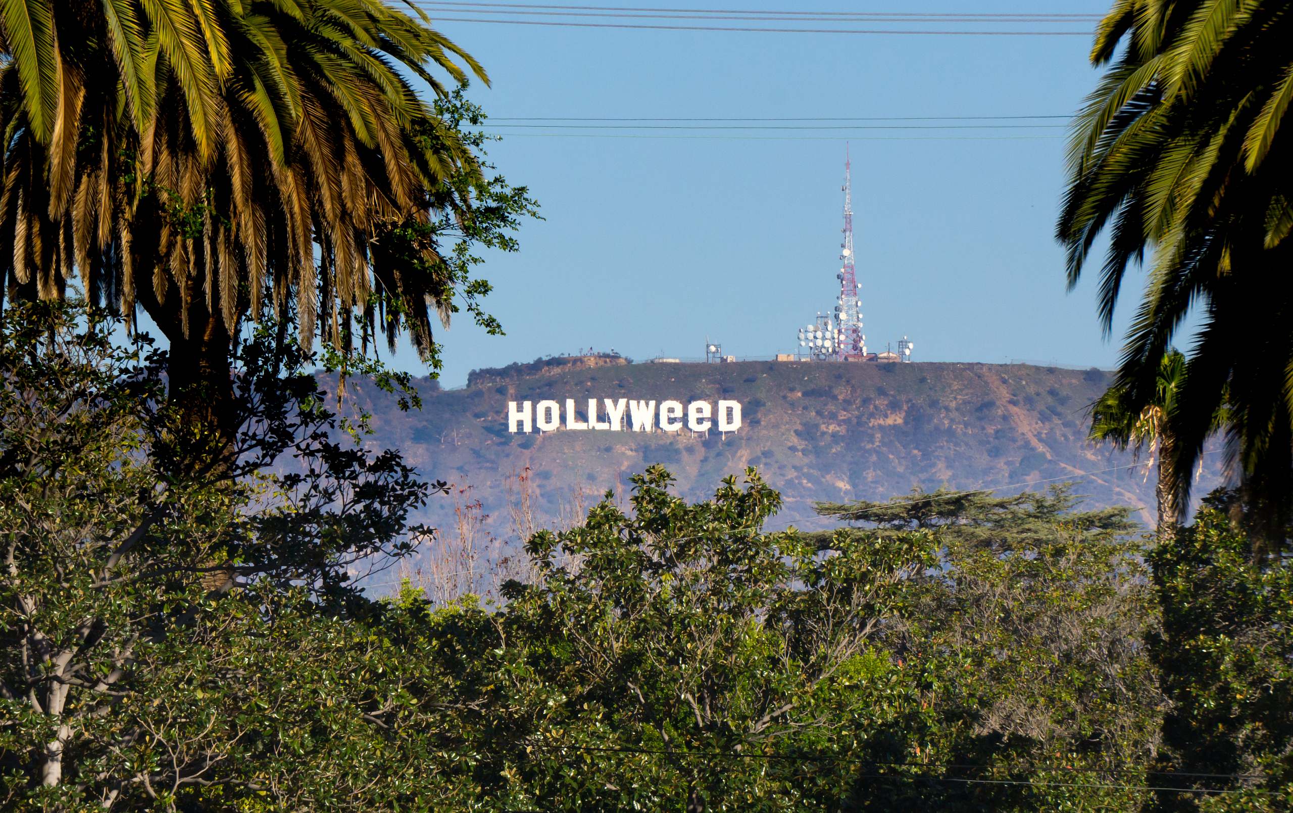 Hollywood sign with weed instead of wood