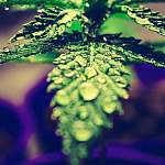 High-CBD, low-THC Cannabis plant covered in water drops to reference cannabis derived terpenes