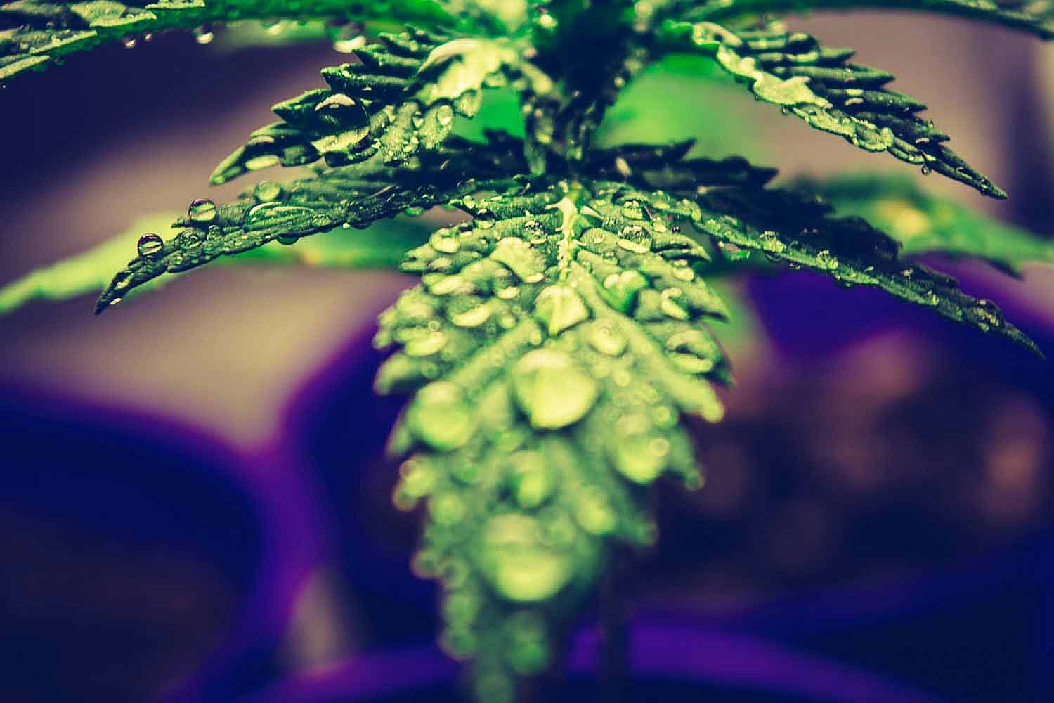 High-CBD, low-THC Cannabis plant covered in water drops to reference cannabis derived terpenes