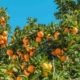 Limonene rich orange grove Earthy Terpenes