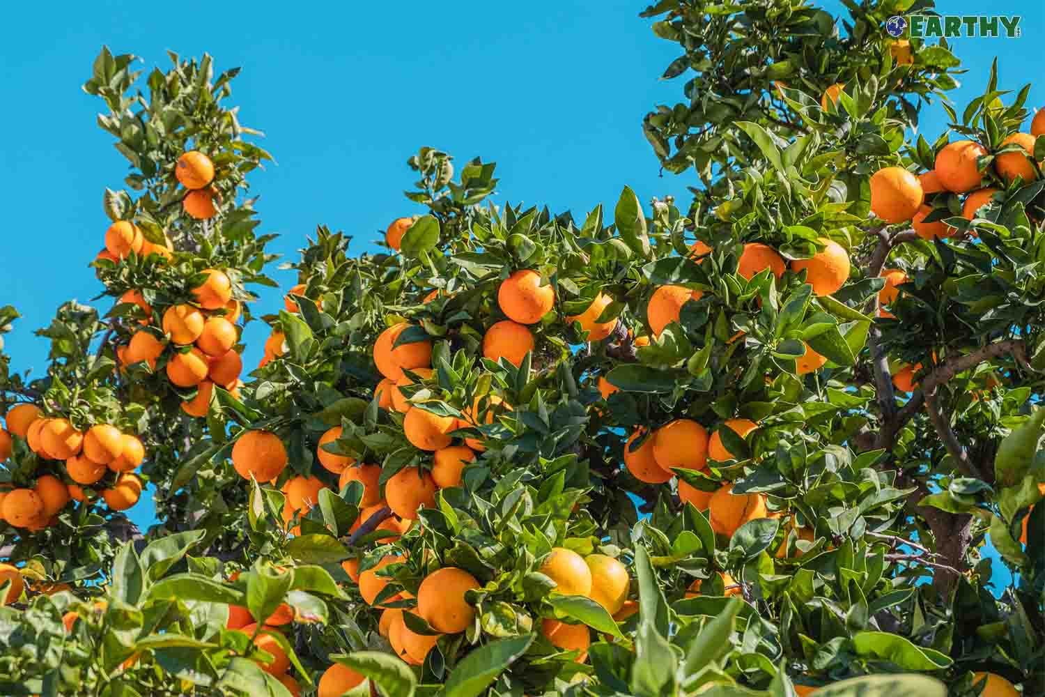 Limonene rich orange grove Earthy Terpenes