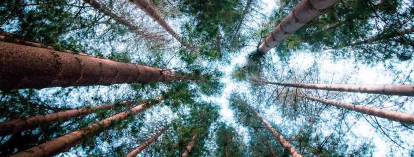 Earthy Terpenes Pinene Pine forest