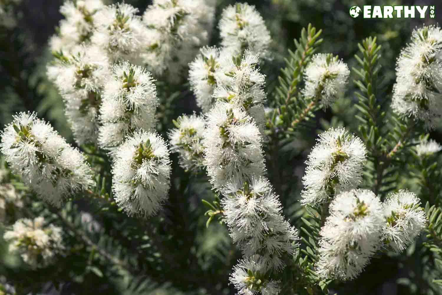 Nerolidol terpene is in the Tea Tree plant and cannabis