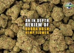 An In-depth review of Bubba Kush Hemp Flower. Earthy Now