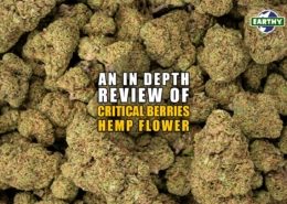 An In-depth Review of Critical Berries Hemp Flower. Earthy Now