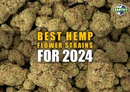 Best Hemp Flower Strains for 2024. Earthy Now