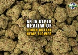 An In-depth Review of Lemon Octane Hemp Flower. Earthy Now
