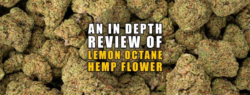 An In-depth Review of Lemon Octane Hemp Flower. Earthy Now