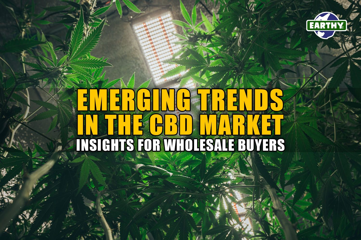 Emerging Trends in the CBD Market: Insights for Wholesale Buyers | Earthy Wholesale
