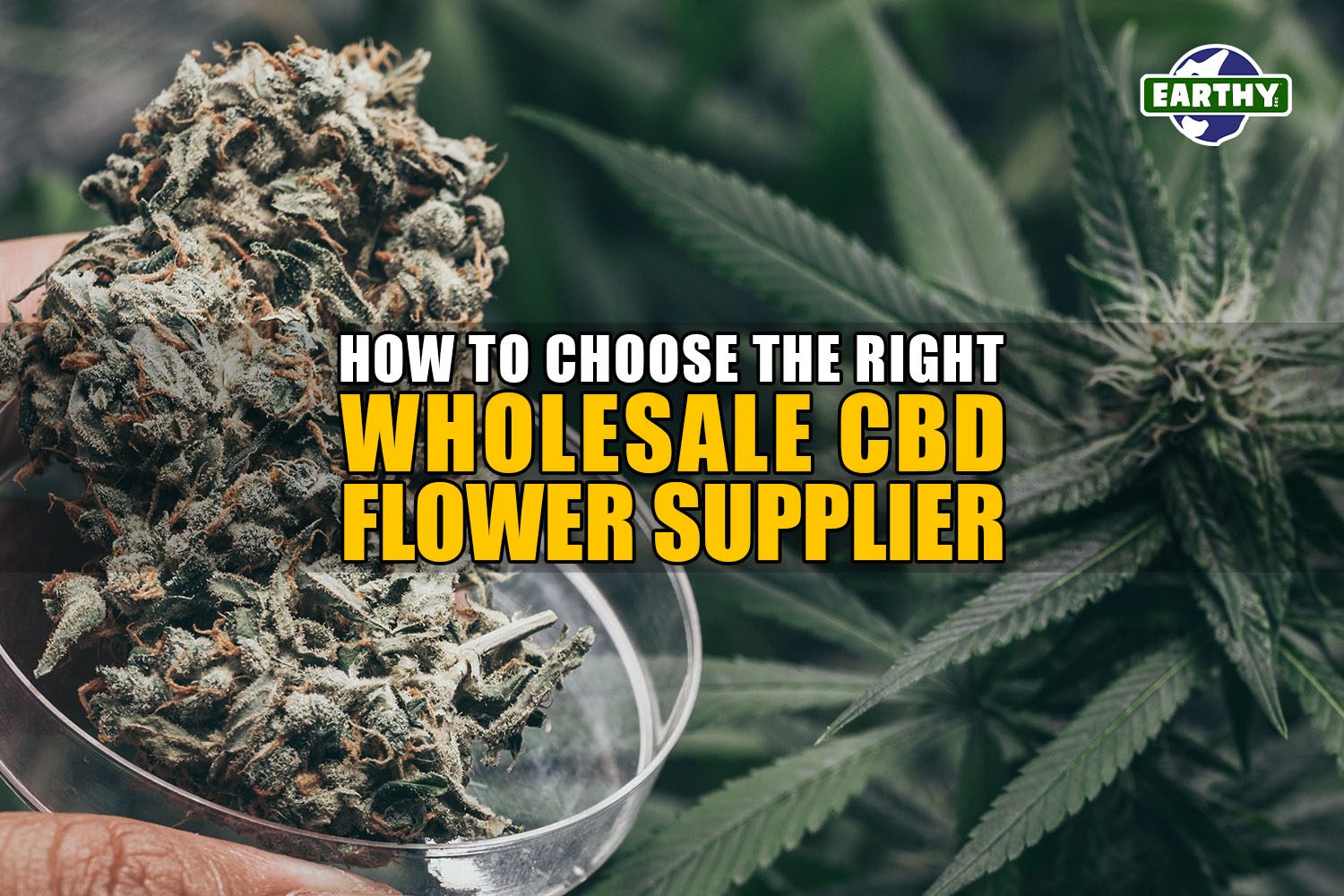 How to Choose the Right Wholesale CBD Flower Supplier | Earthy Wholesale