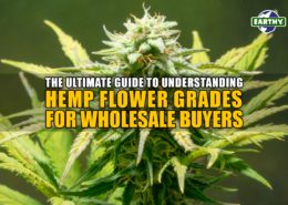 The Ultimate Guide to Understanding Hemp Flower Grades for Wholesale Buyers | Earthy Now