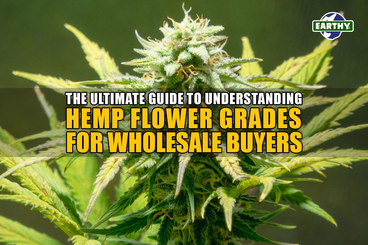 The Ultimate Guide to Understanding Hemp Flower Grades for Wholesale Buyers | Earthy Now