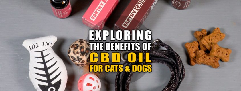 Exploring the Benefits of CBD Oil for Cats and Dogs | Earthy now