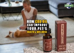 How CBD Oil Can Improve Your Pet's Wellness | Earthy Now