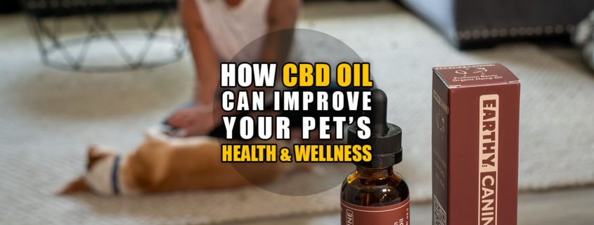 How CBD Oil Can Improve Your Pet's Wellness | Earthy Now
