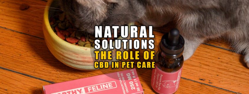 Natural Solutions: The Role of CBD in Pet Care | Earthy Now