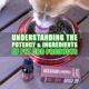 Understanding the Potency and Ingredients of Pet CBD Products | Earthy Now