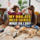 My Dog Ate Weed Edibles: What Do I Do? | Earthy Now