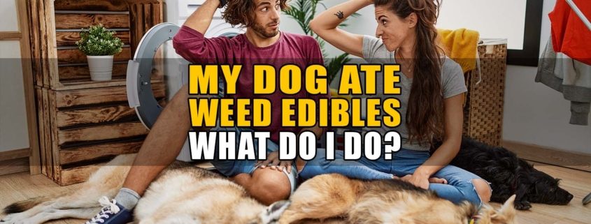 My Dog Ate Weed Edibles: What Do I Do? | Earthy Now