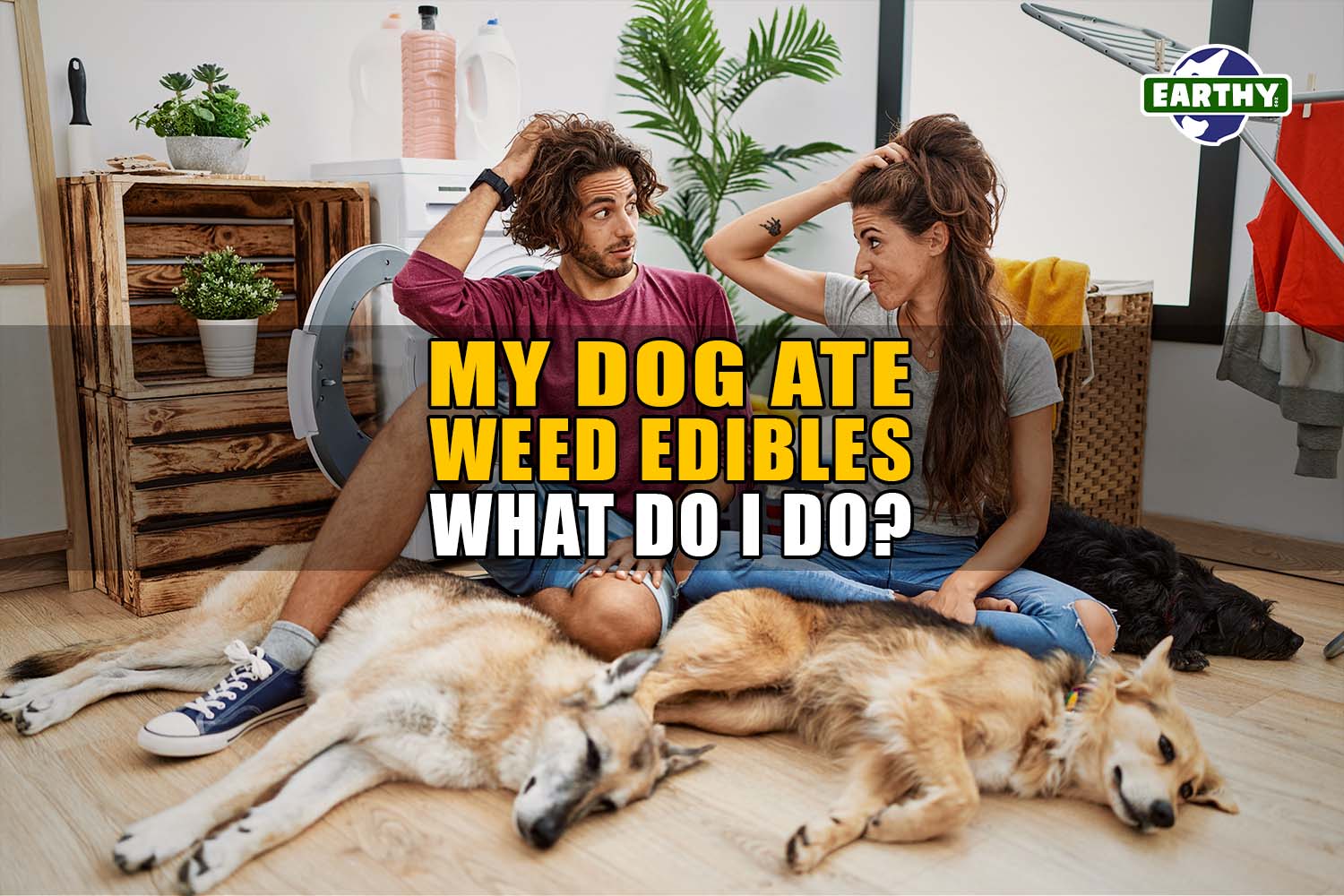 My Dog Ate Weed Edibles: What Do I Do? | Earthy Now