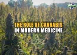 The Role of Cannabis in Modern Medicine | Earthy Now