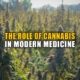 The Role of Cannabis in Modern Medicine | Earthy Now