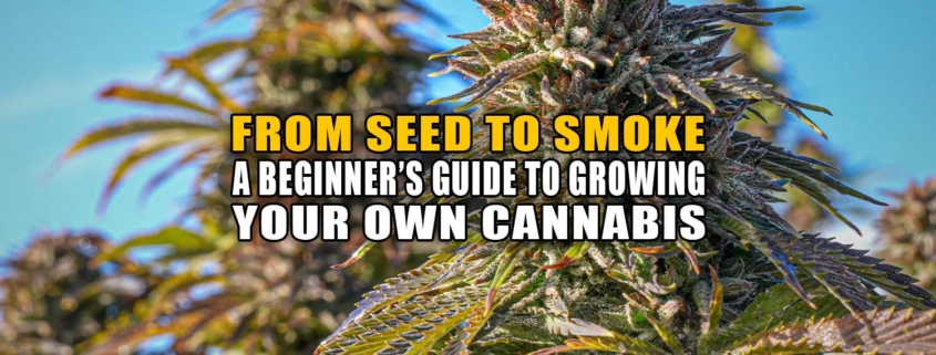 From Seed to Smoke: A Beginner's Guide to Growing Your Own Cannabis - Earthy Now