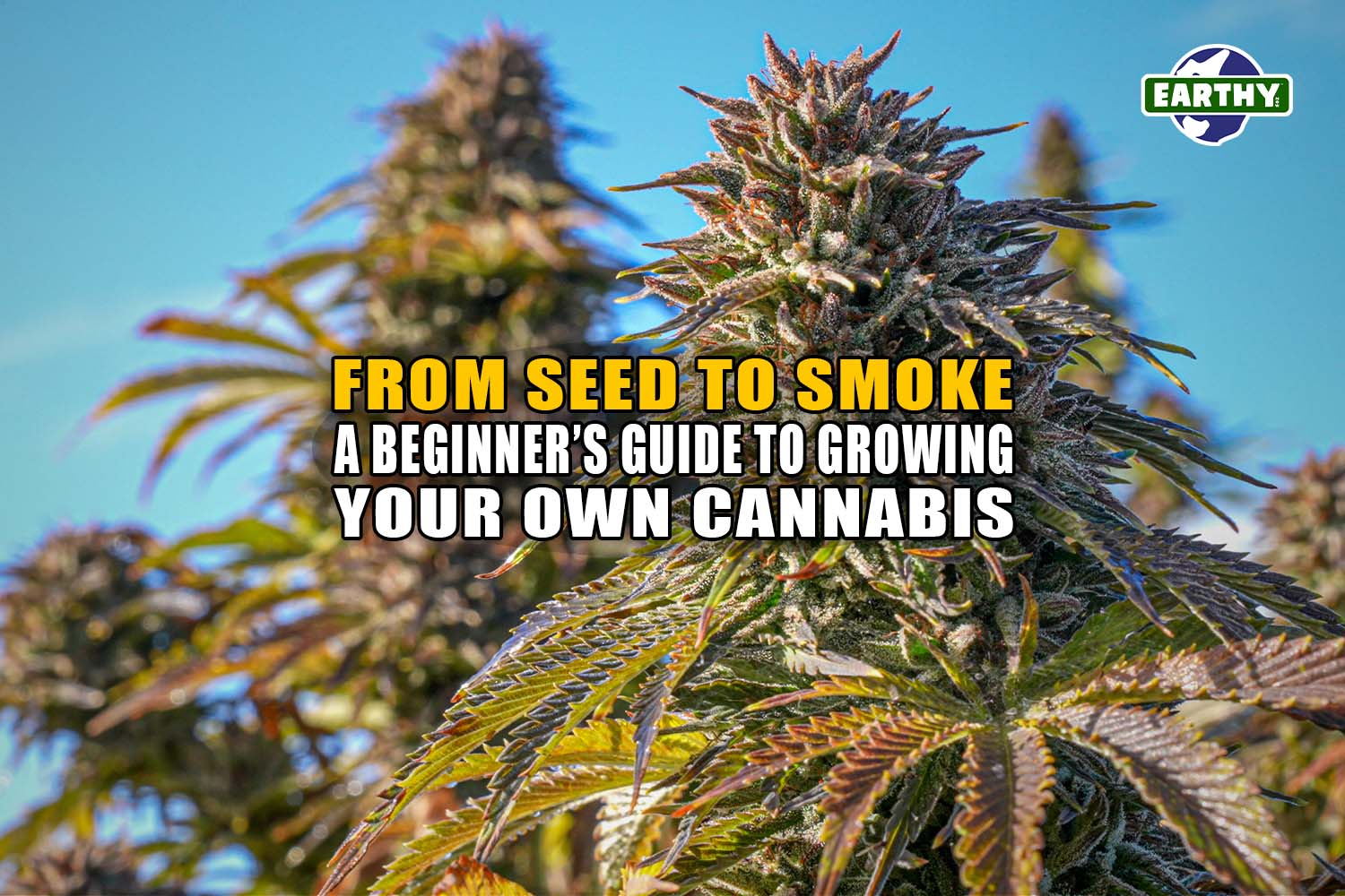 From Seed to Smoke: A Beginner's Guide to Growing Your Own Cannabis - Earthy Now
