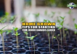 Home Grown: Tips for Starting Your Indoor Cannabis Garden - Earthy Now
