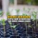 Home Grown: Tips for Starting Your Indoor Cannabis Garden - Earthy Now