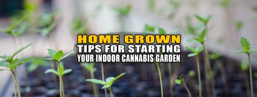 Home Grown: Tips for Starting Your Indoor Cannabis Garden - Earthy Now