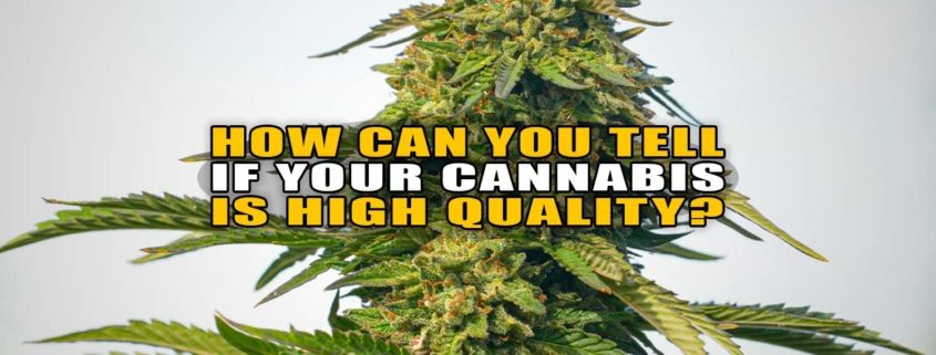 How Can You Tell If Your Cannabis Is High Quality? - Earthy Now