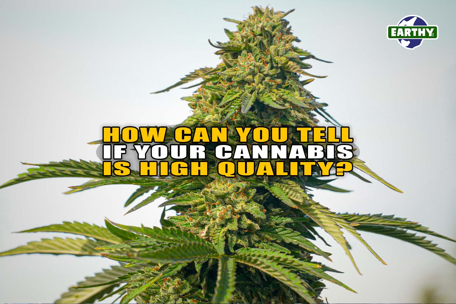 How Can You Tell If Your Cannabis Is High Quality? - Earthy Now