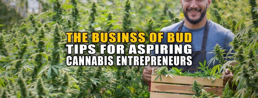 The Business of Bud: Tips for Aspiring Cannabis Entrepreneurs - Earthy Now