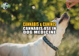 Canines and Cannabinoids: Cannabis Use in Dog Medicine - Earthy now