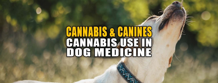 Canines and Cannabinoids: Cannabis Use in Dog Medicine - Earthy now