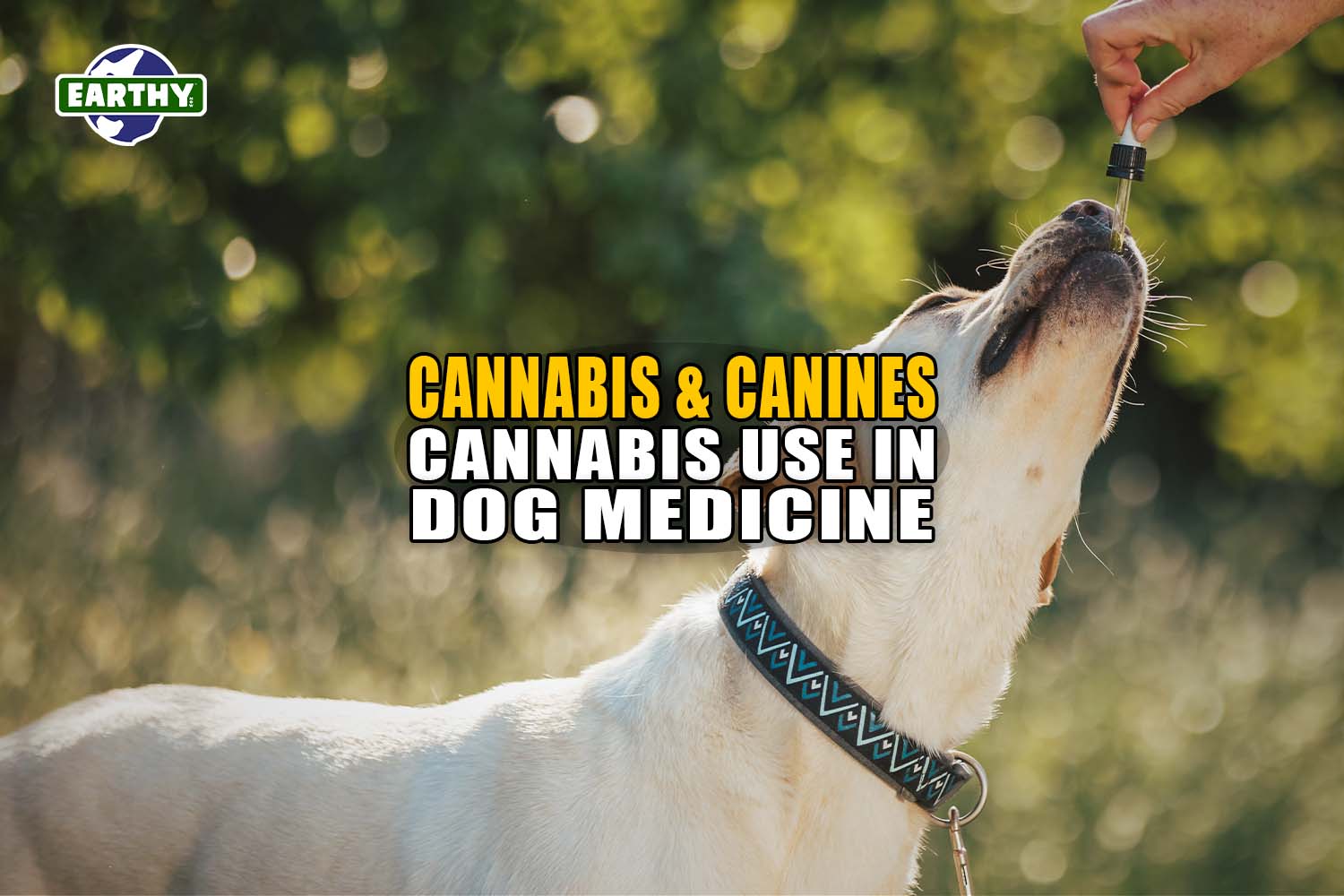 Canines and Cannabinoids: Cannabis Use in Dog Medicine - Earthy now