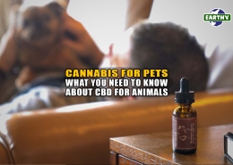 Cannabis for Pets: What You Need to Know About CBD for Animals - Earthy Now