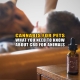 Cannabis for Pets: What You Need to Know About CBD for Animals - Earthy Now