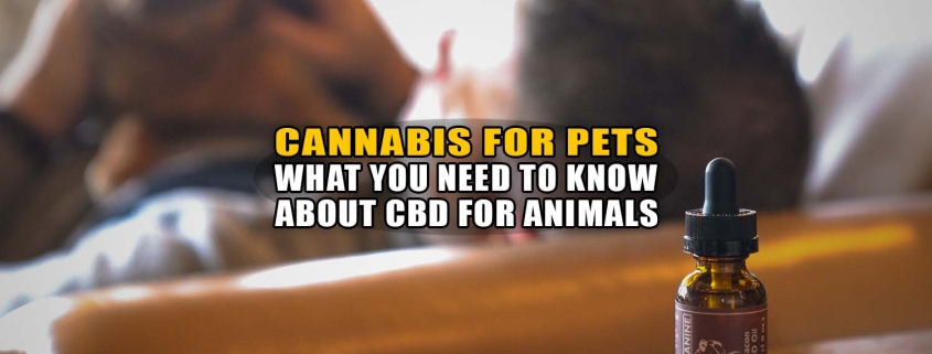 Cannabis for Pets: What You Need to Know About CBD for Animals - Earthy Now