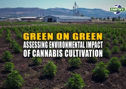 Fields cannabis plants grown with organic practices for Earthy Now. Cannabis processing facilities in background. Cannabis cultivation relates to environmental impacts.